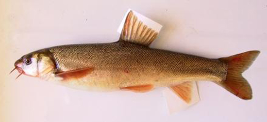 (Schizopyge) Род ШИЗОПИГИ 3 вида